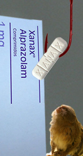 Which is more responsible for the isolated incident of a lady being mauled by a chimp...this pigmy marmoset, or the drug the chimp was taking, that is known to cause violent aggression?